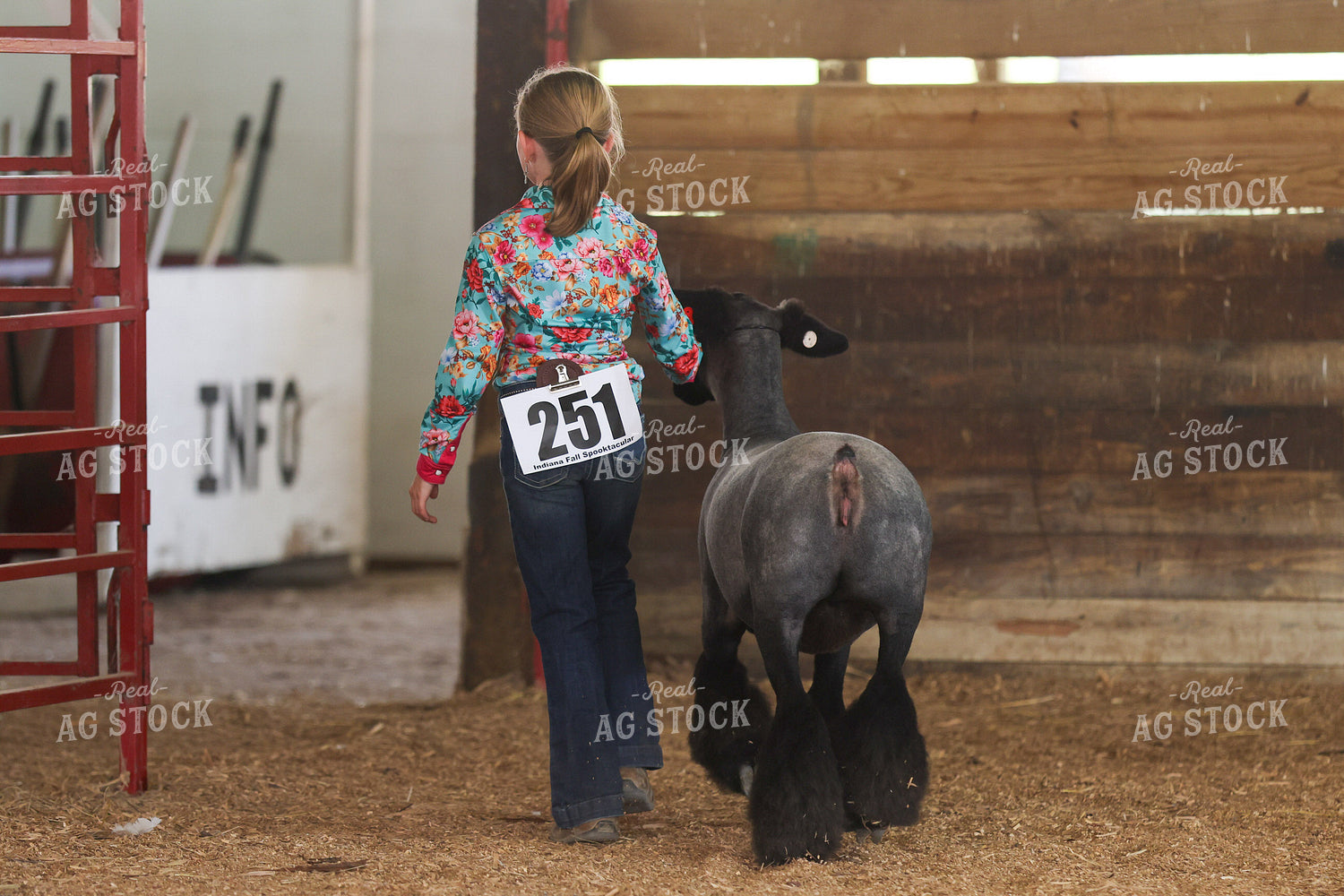 Sheep Show 160453