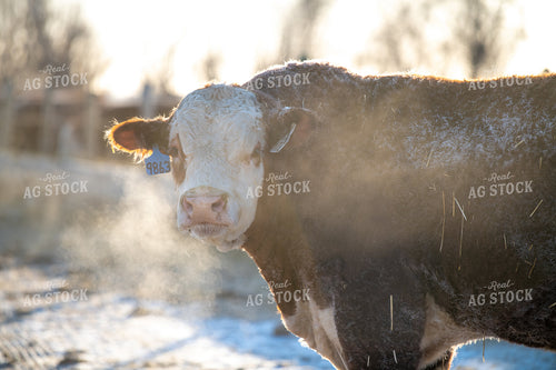 Hereford Bull in Winter 212096