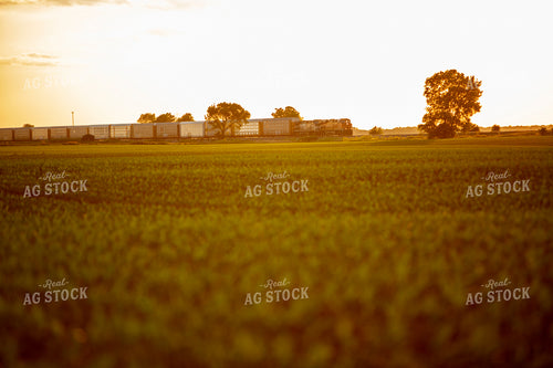 Corn Field with Train 6330