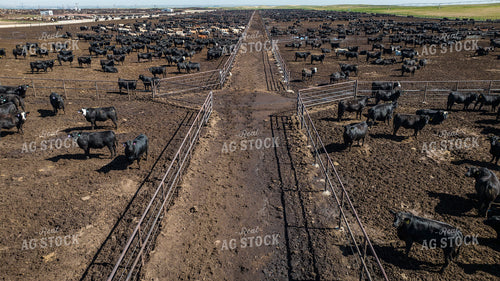 Cattle Feedlot Drone 56445
