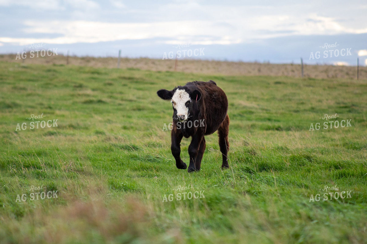 Black Baldy Calf Walking Through Green Pasture 406110