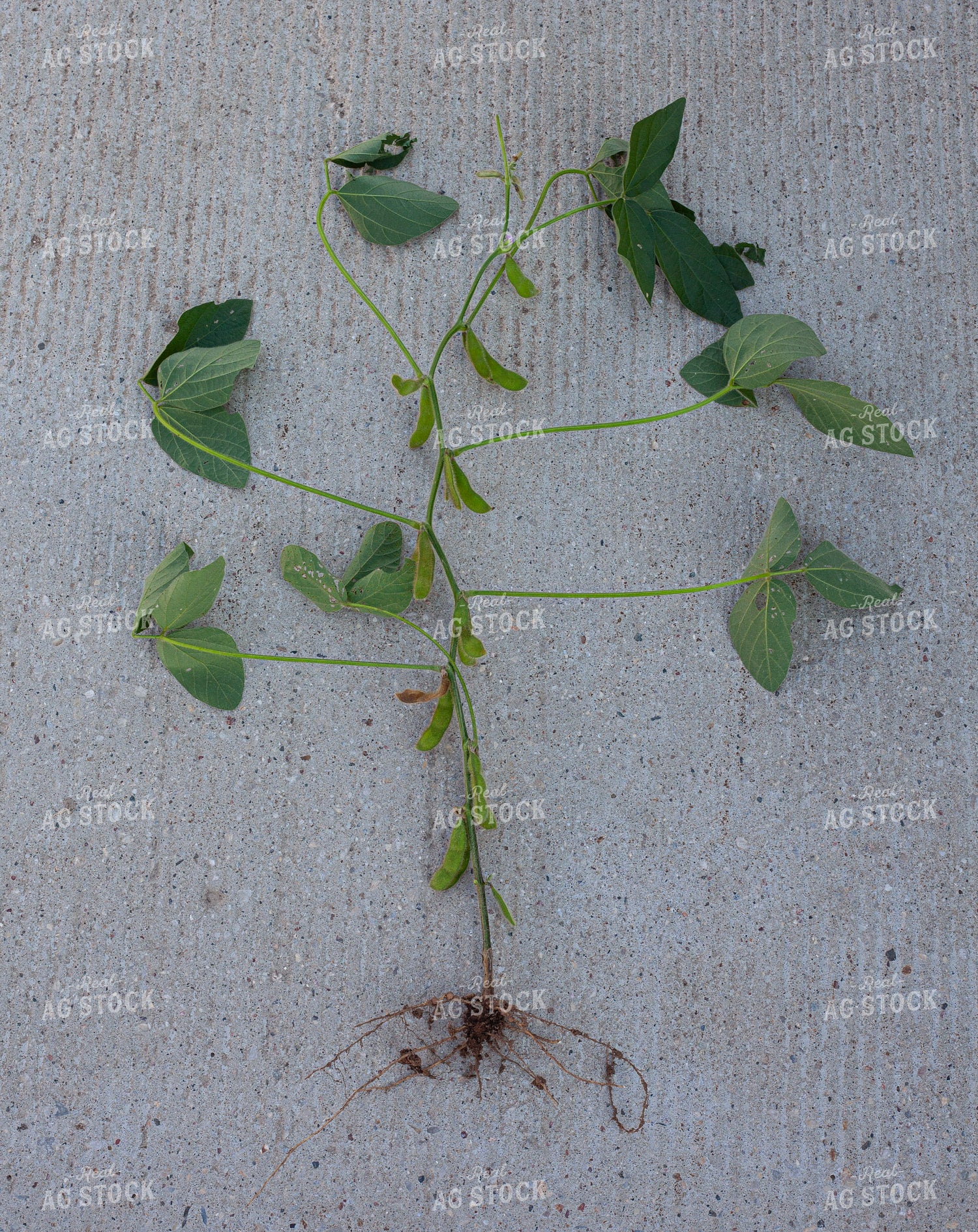 Checking Soybeans 132161