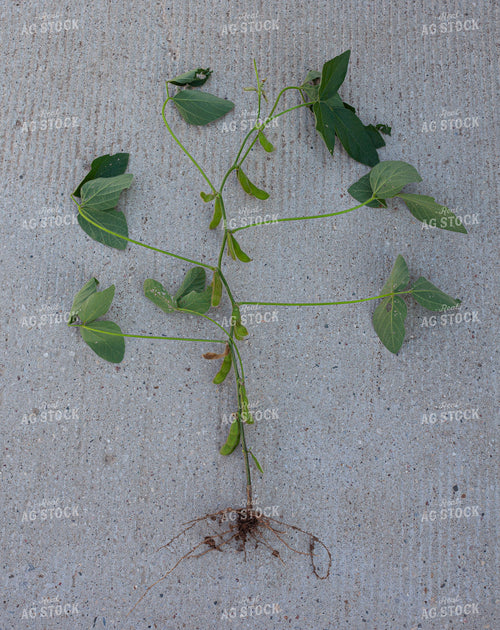 Checking Soybeans 132161