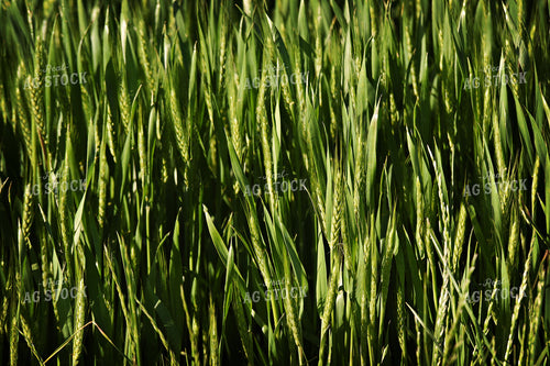 Wheat 100023
