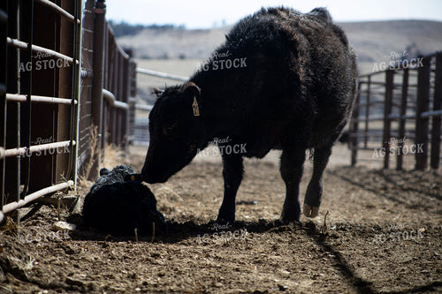 Angus Cow Calf Pair 117266