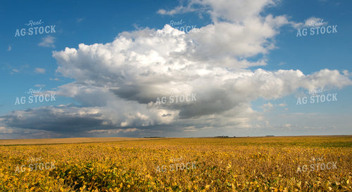 Storm Clouds over Midseason Soybeans 154067
