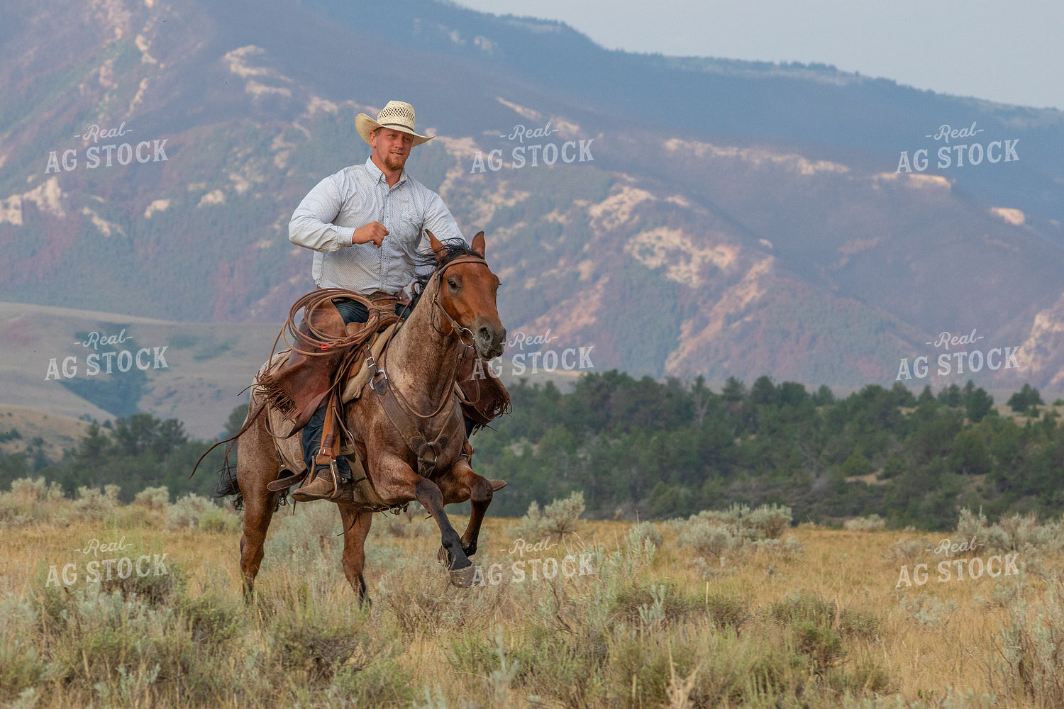 Cowboy Riding Horse 290059