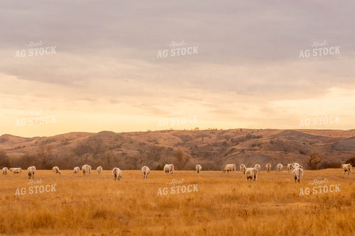 Charolais Cattle Grazing 299072