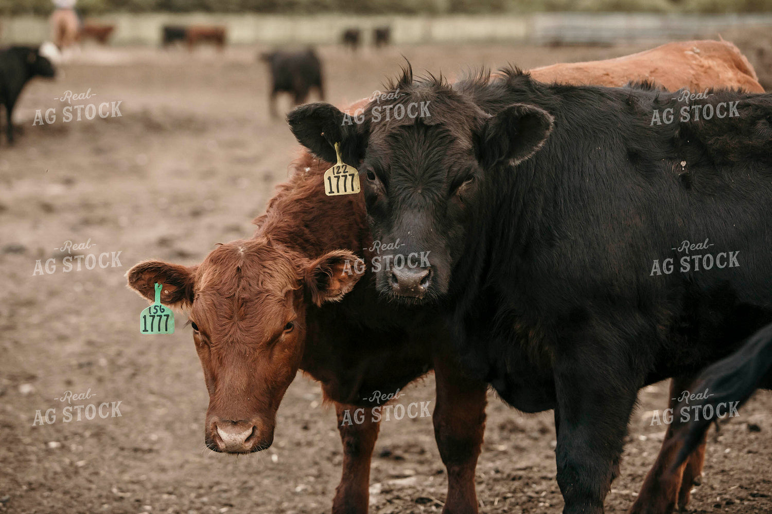 Feedyard 3101