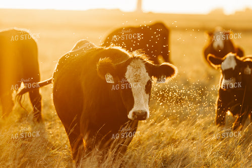 Cattle on Pasture 68245