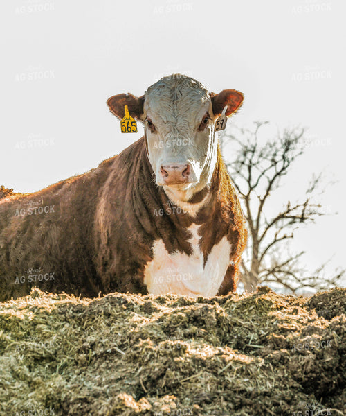Hereford Cow 81110