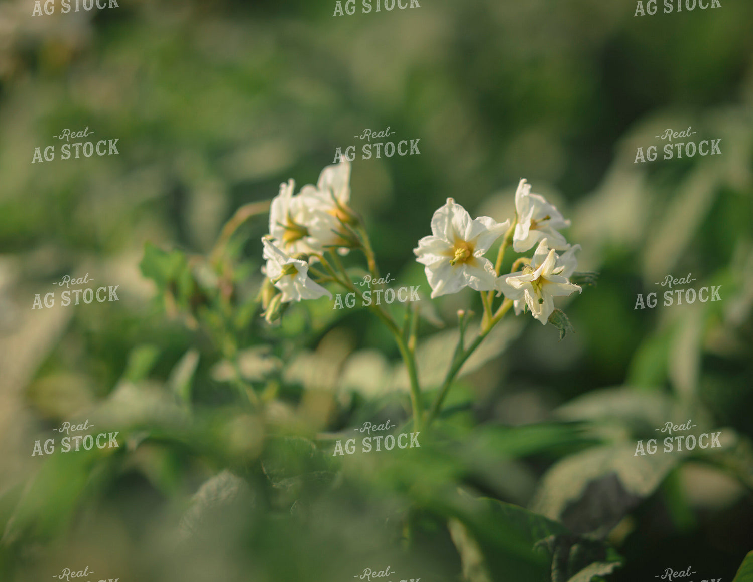 Blooming Potato Plants 135110