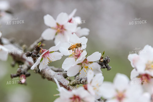 Bees on Almond Blossoms 107096