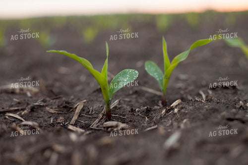Corn - Early Growth 1183