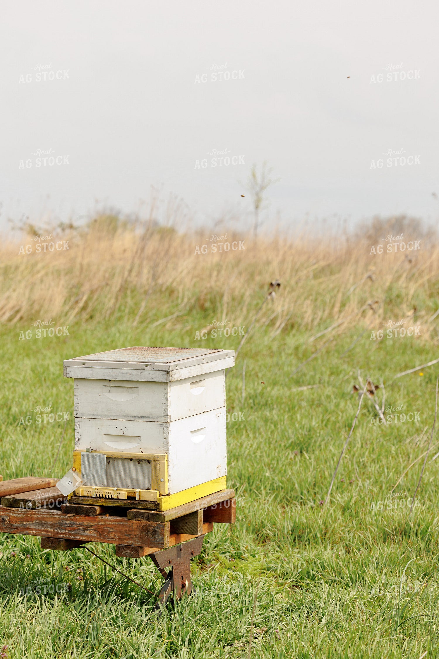 Bee Box 104023