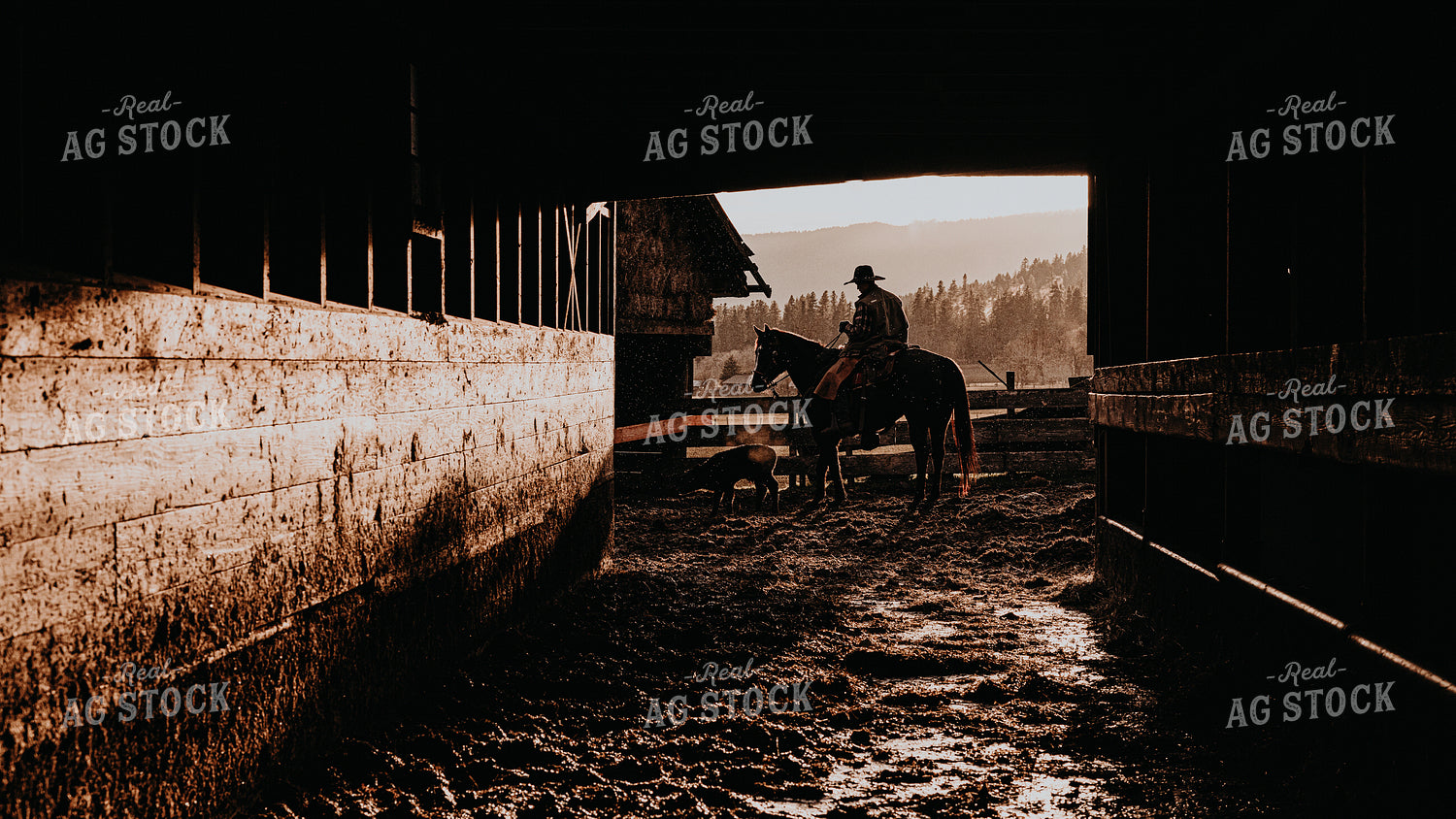 Rancher in Farmyard 66102