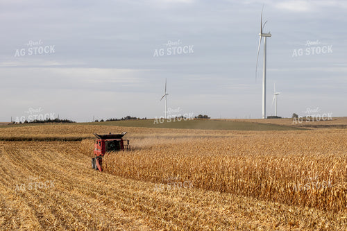 Combine Harvesting Corn 67148