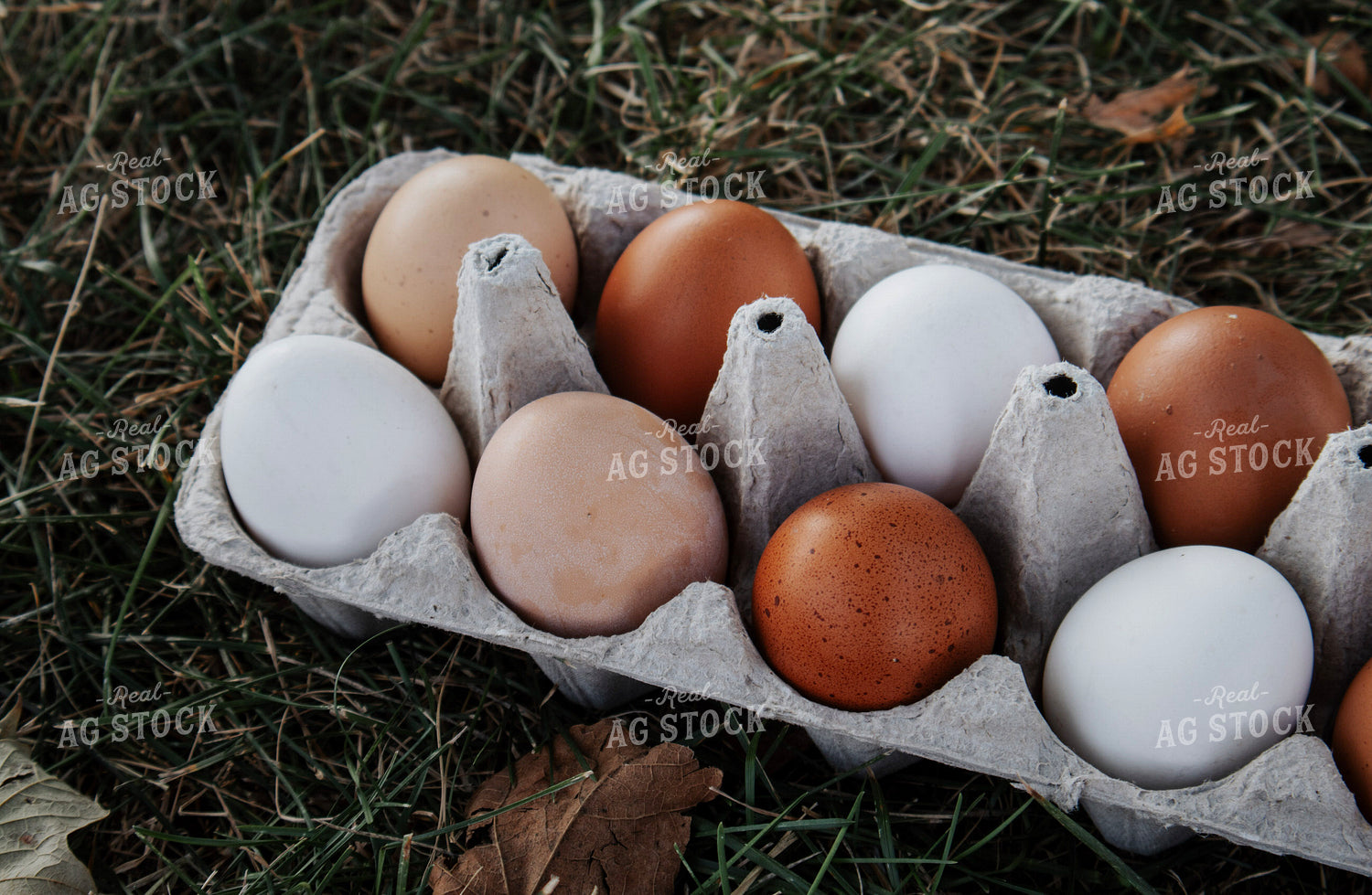 Eggs 289029