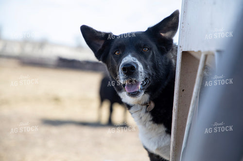 Racnh Dog 117356