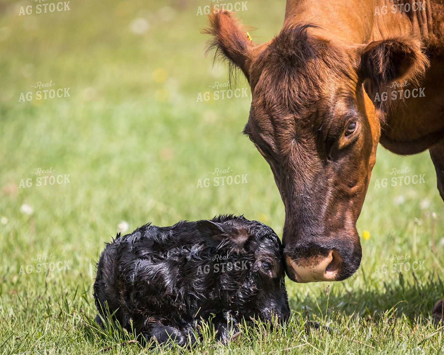 Cow Calf Pair 138154