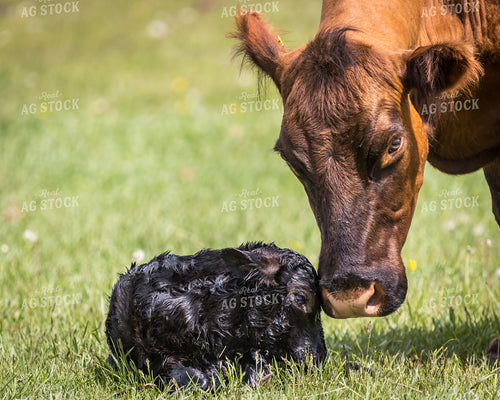 Cow Calf Pair 138154