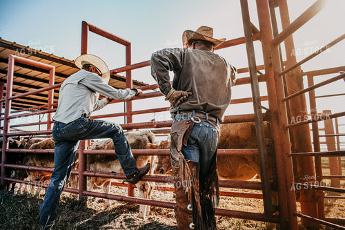 Ranchers Processing Cattle 62011