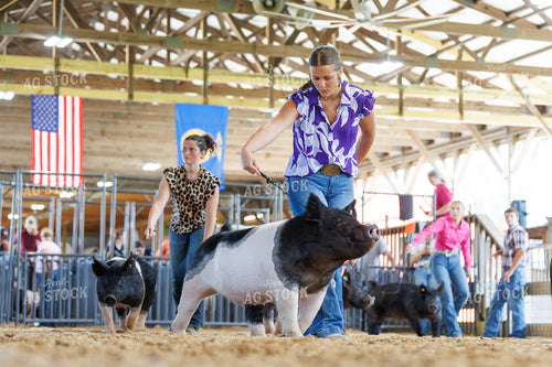 Showing Pigs 295098