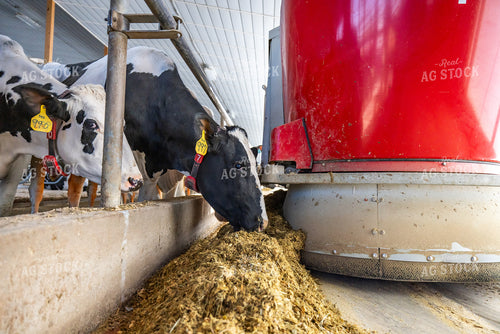 Robotic Feeder in Holstein Cattle Barn  270287