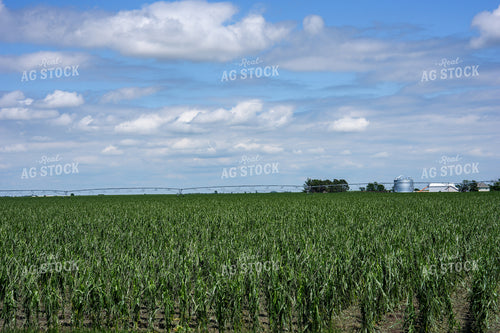 Hai Damaged Corn Field 65903
