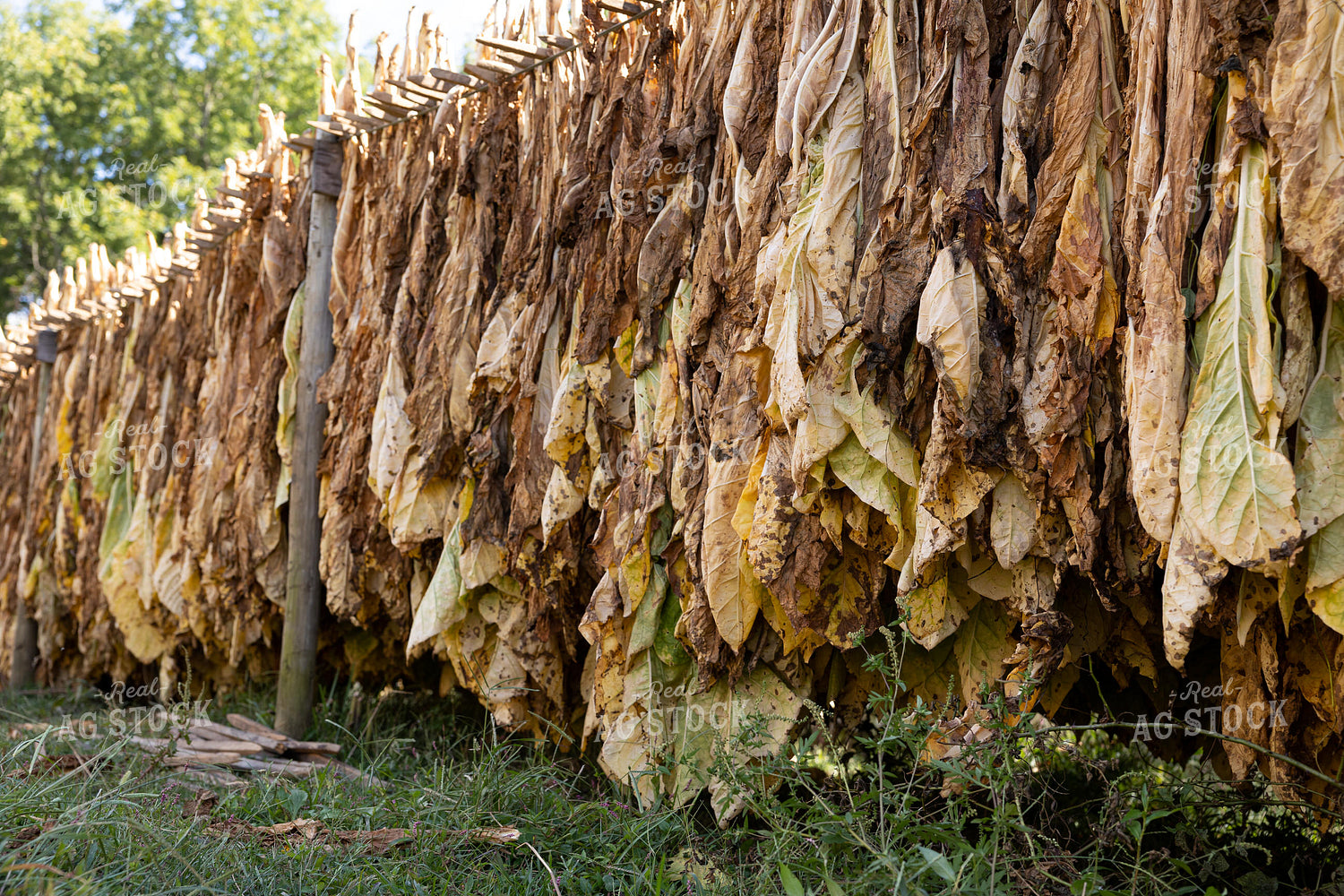 Curing Tobacco 52556