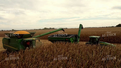 Corn Harvest 287009
