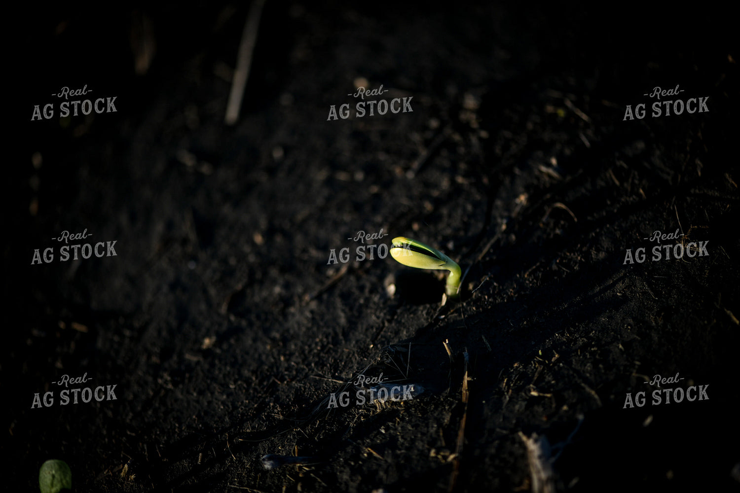 Early Growth Soybeans 191095