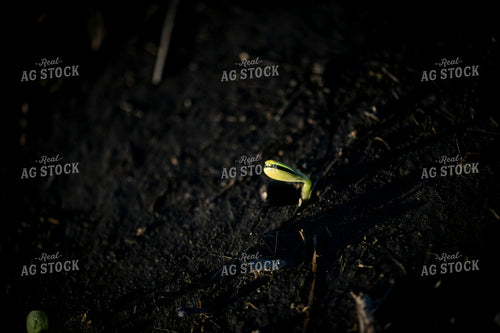 Early Growth Soybeans 191095