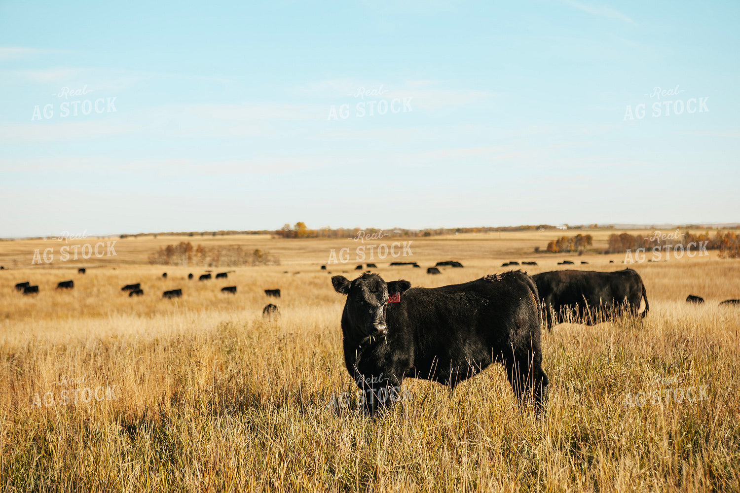 Angus Calves on Pasture 187075