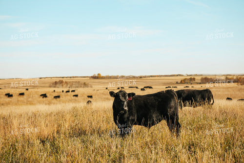 Angus Calves on Pasture 187075