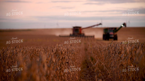 Dried Soybeans at Sunset About to be Harvested 25752