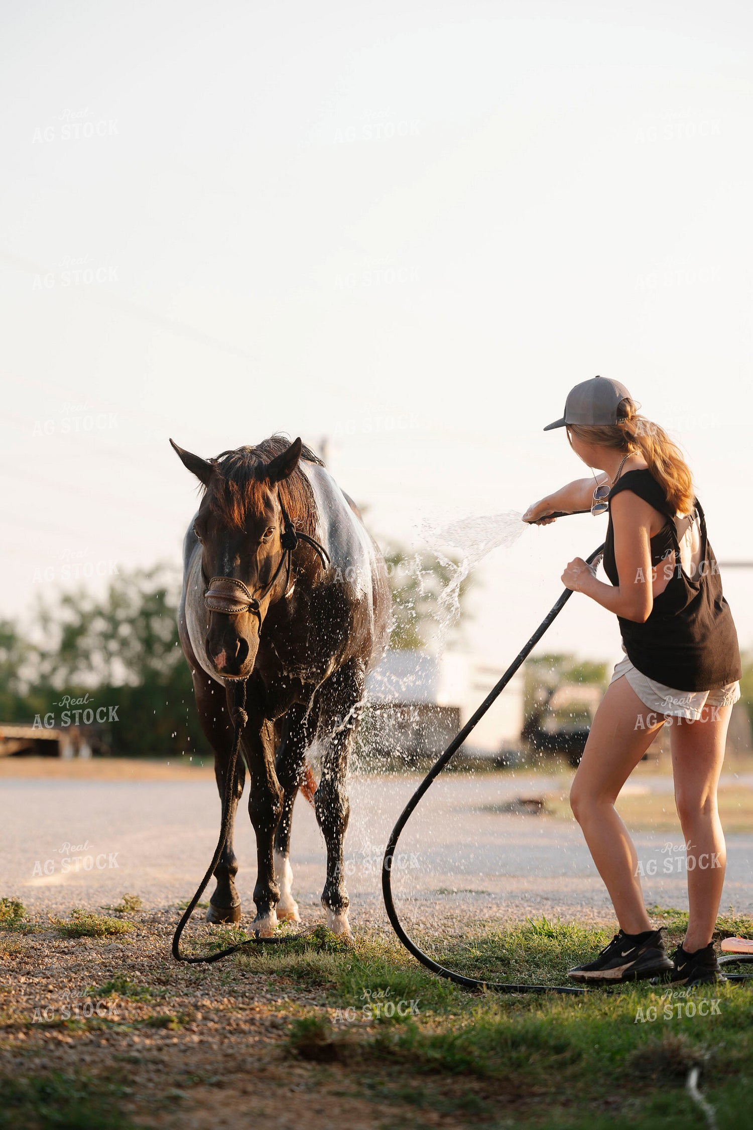 Washing Horse 205108