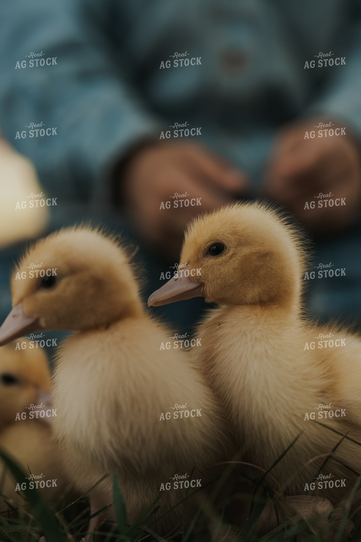 Ducklings 61250