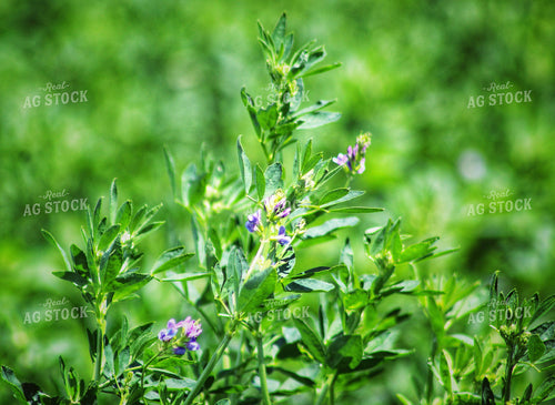 Flowering Alfalfa Field 141312
