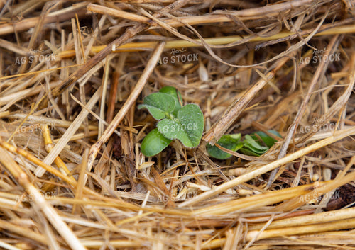 Early Growth Soybeans 79318