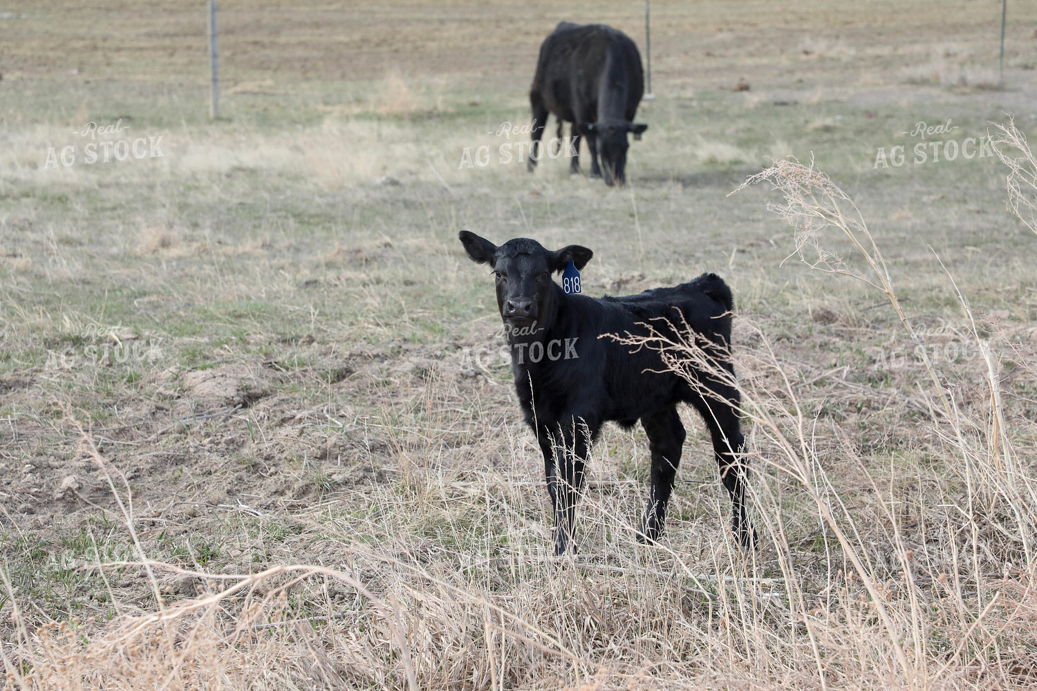 Angus Calf 117172