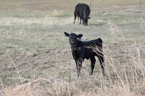 Angus Calf 117172