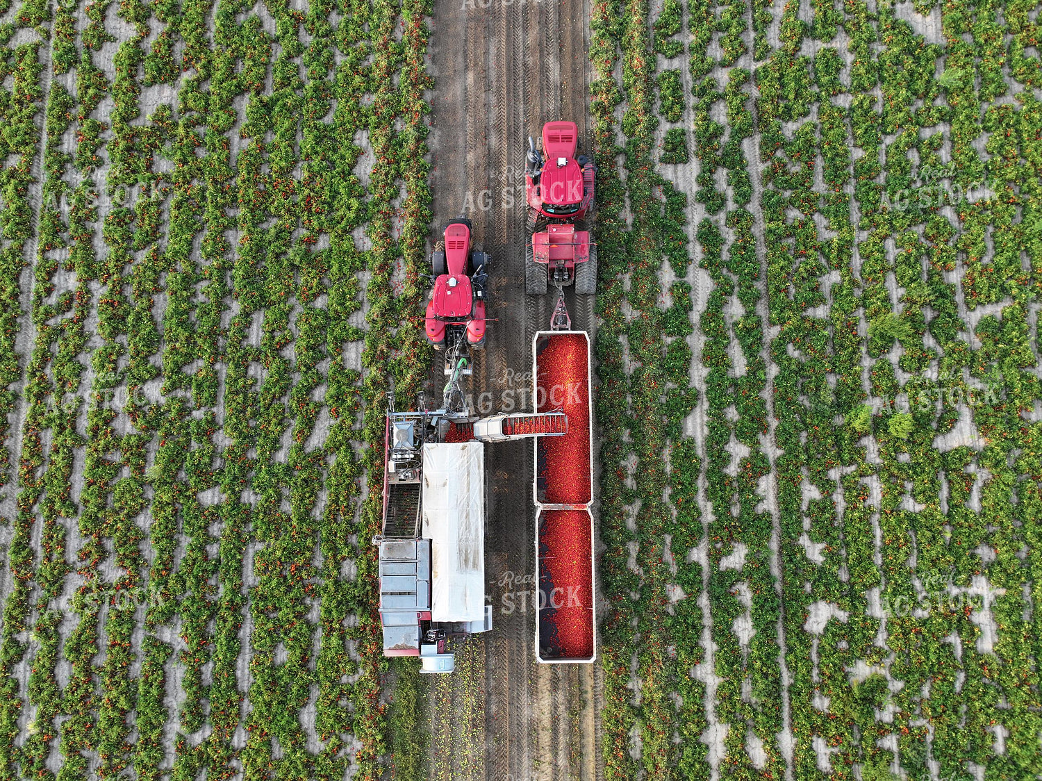 Aerial of Tomato Harvest 109168