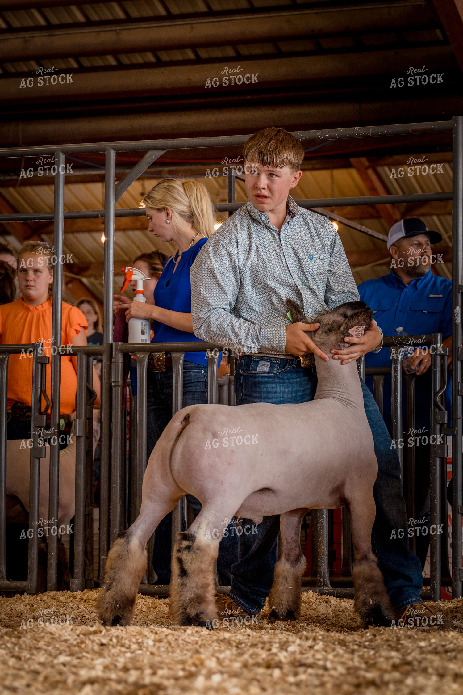 Showing Goats 97174