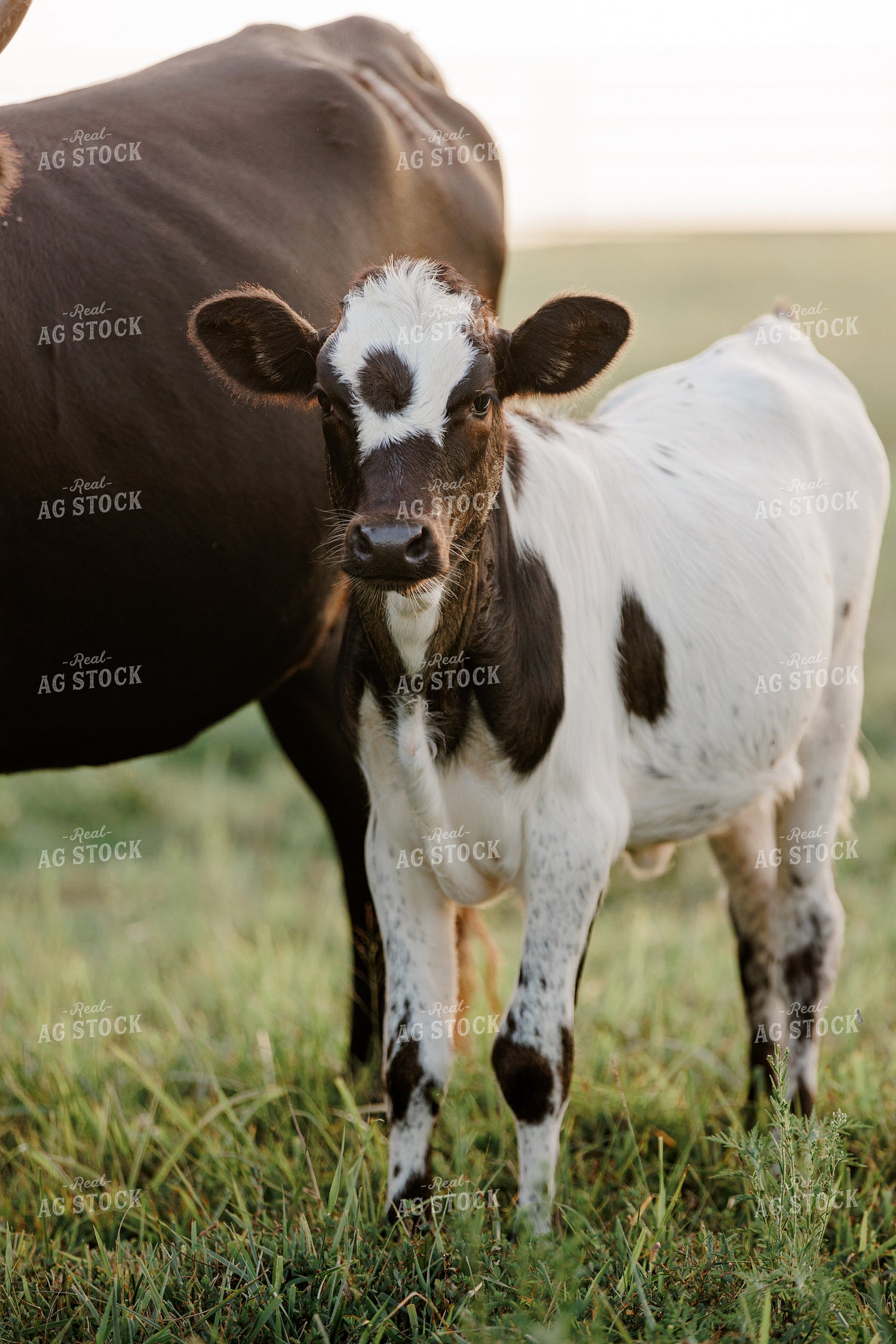 Corriente Cow Calf Pair 278006