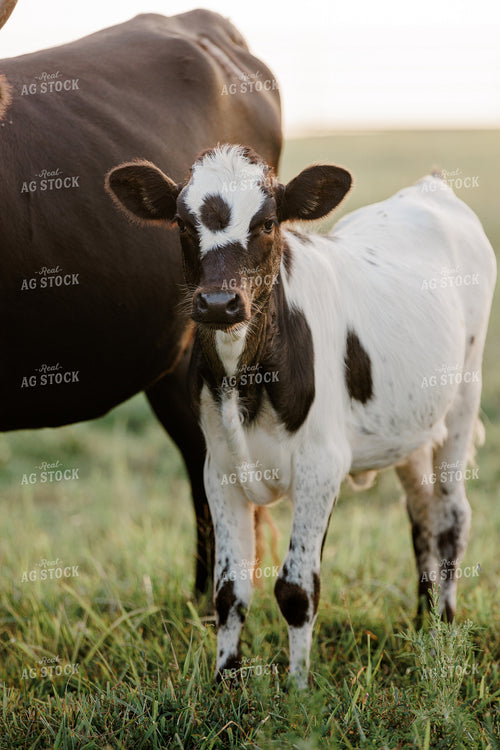 Corriente Cow Calf Pair 278006