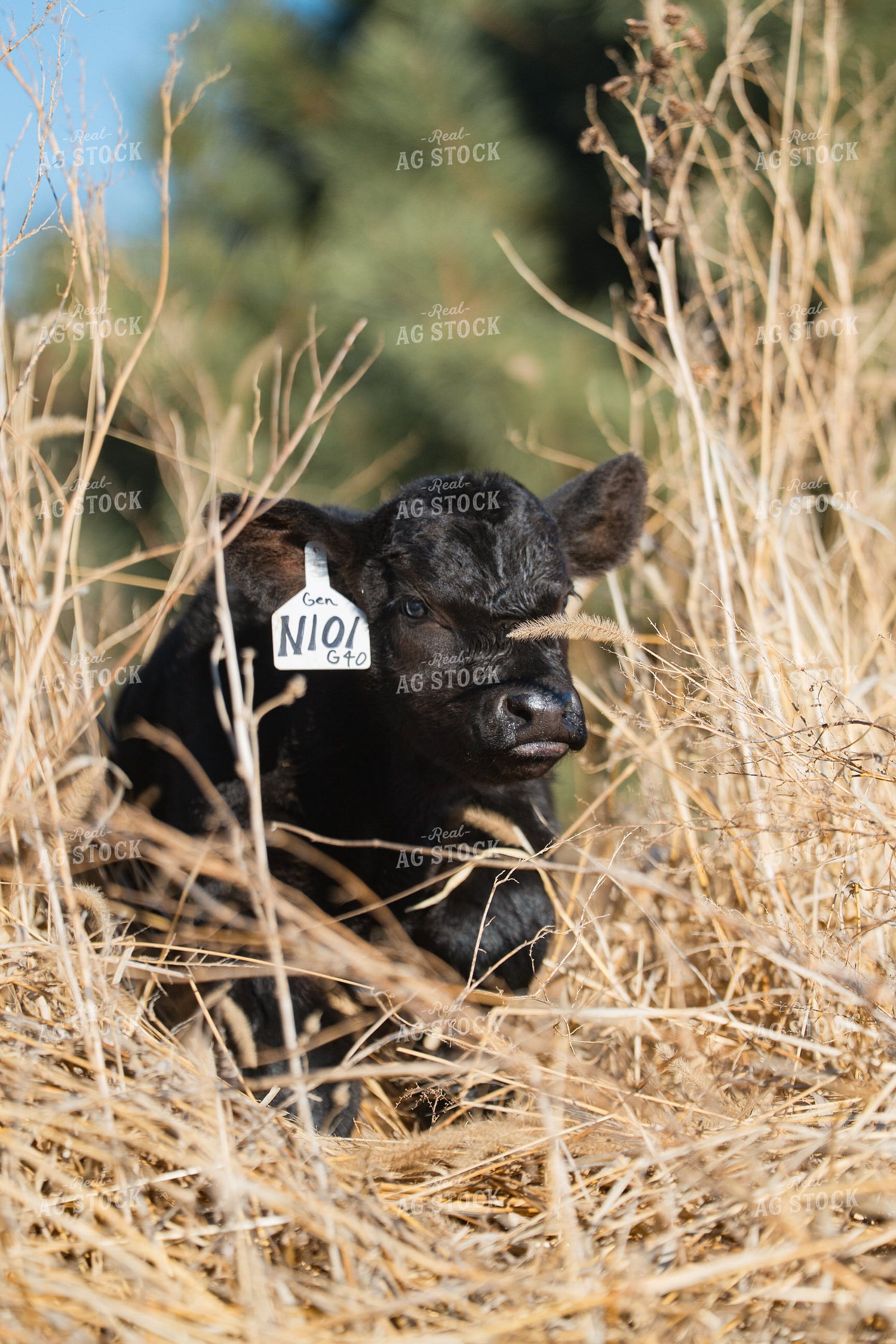Angus Calf 68312