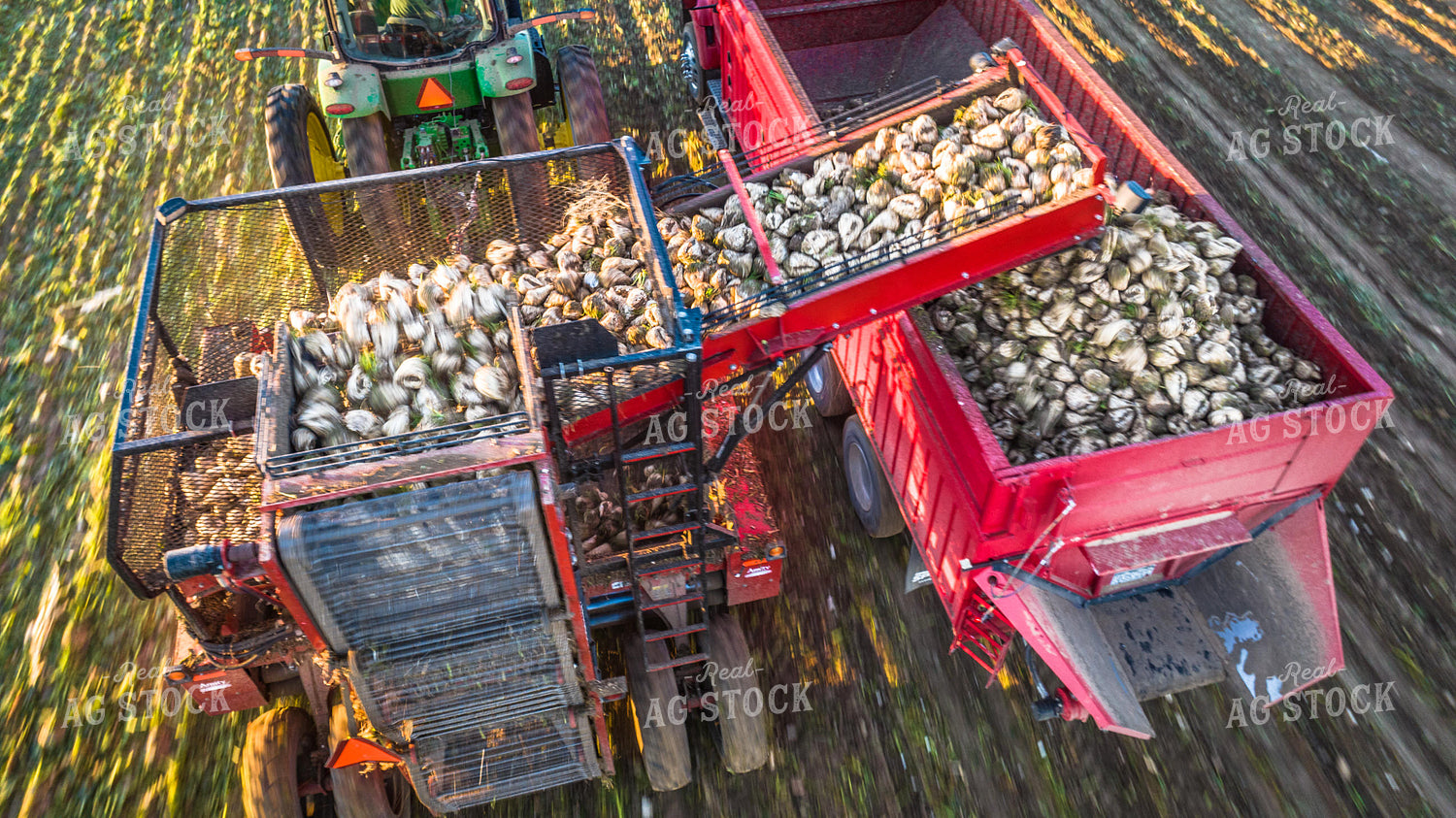 Sugar Beet Harvest 56562