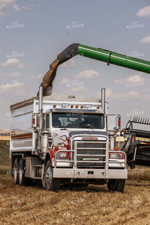 Canola Harvest 187240