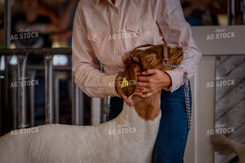 Showing Goats 97178